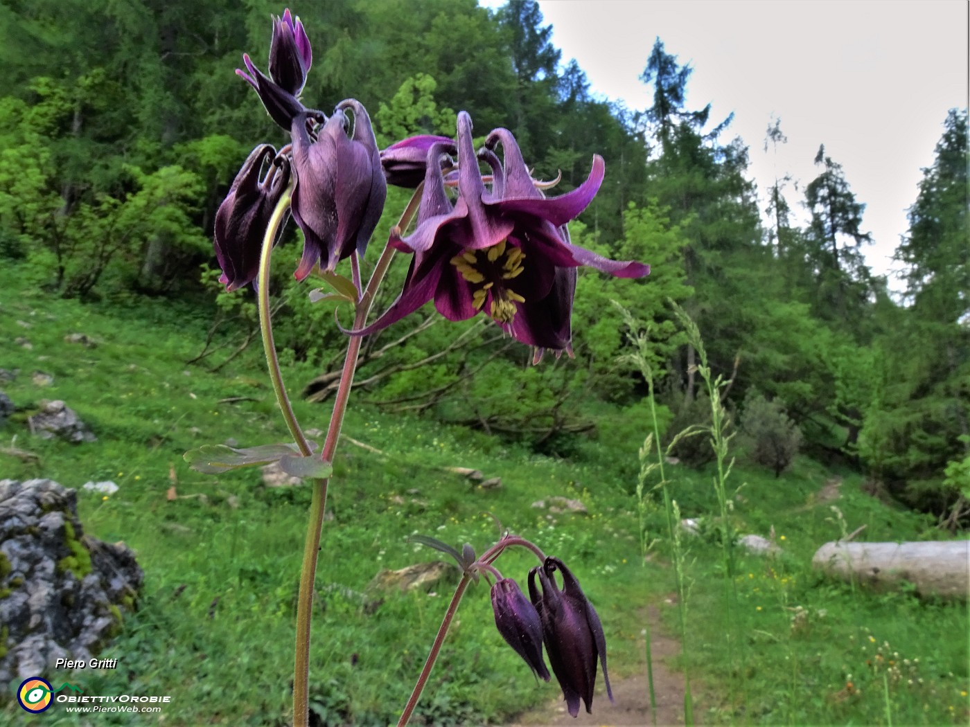 16 Aquilegia atrata (Aquilegia) sul sent. 129 prima di entrare nel bosco.JPG